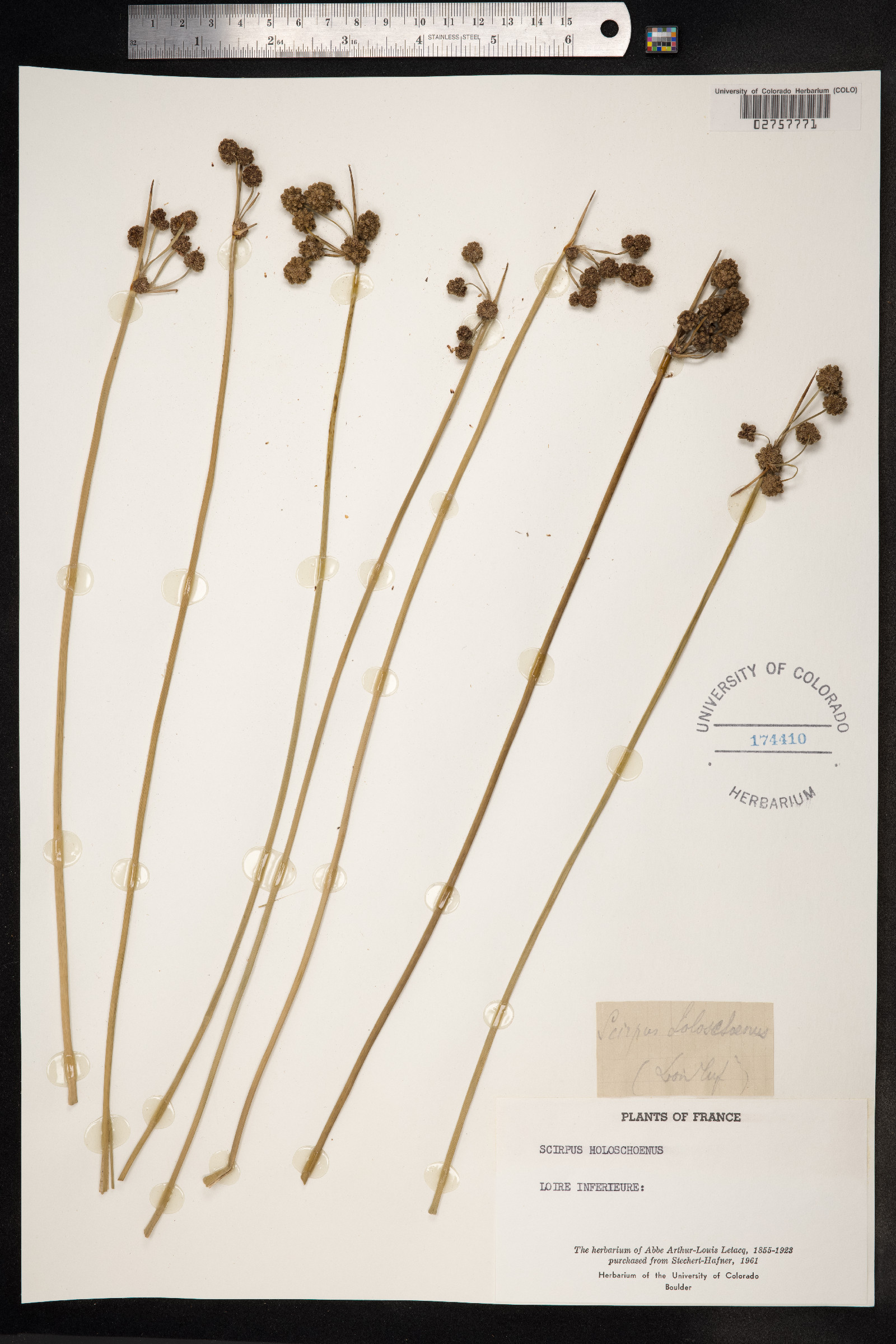 Scirpoides image