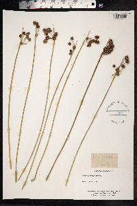 Scirpoides holoschoenus image