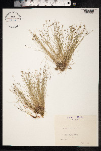 Isolepis setacea image