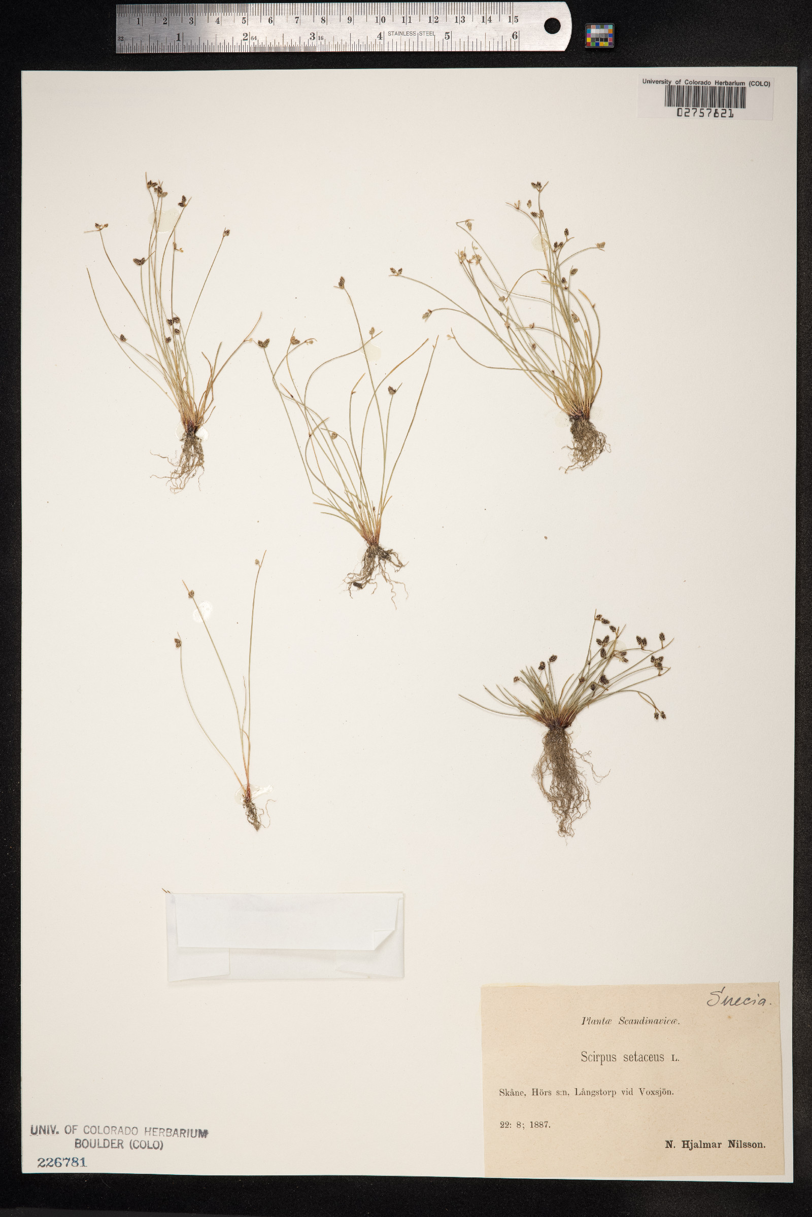 Isolepis setacea image