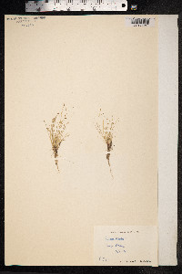 Isolepis setacea image