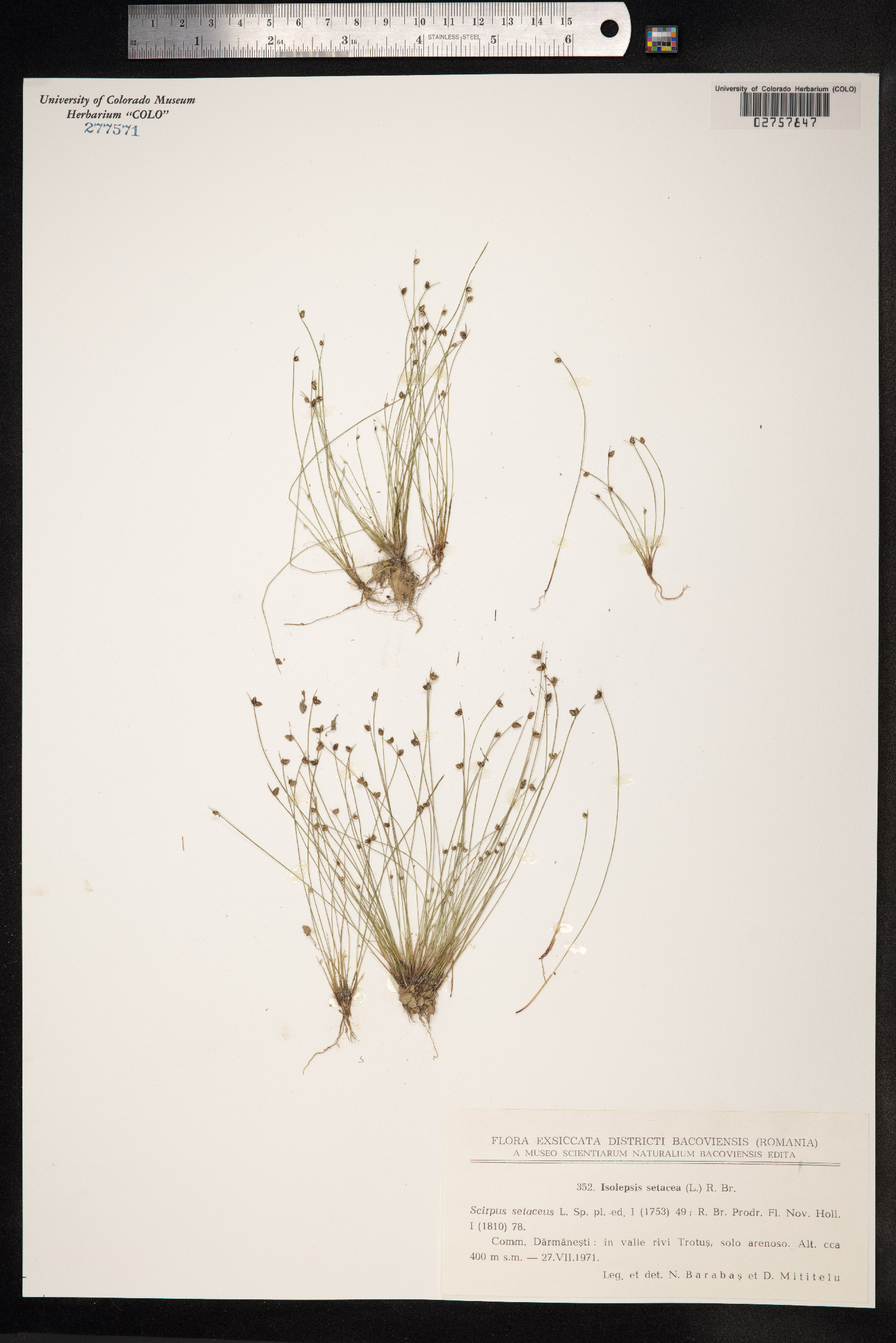 Isolepis setacea image