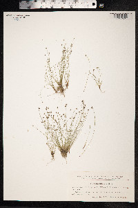 Isolepis setacea image
