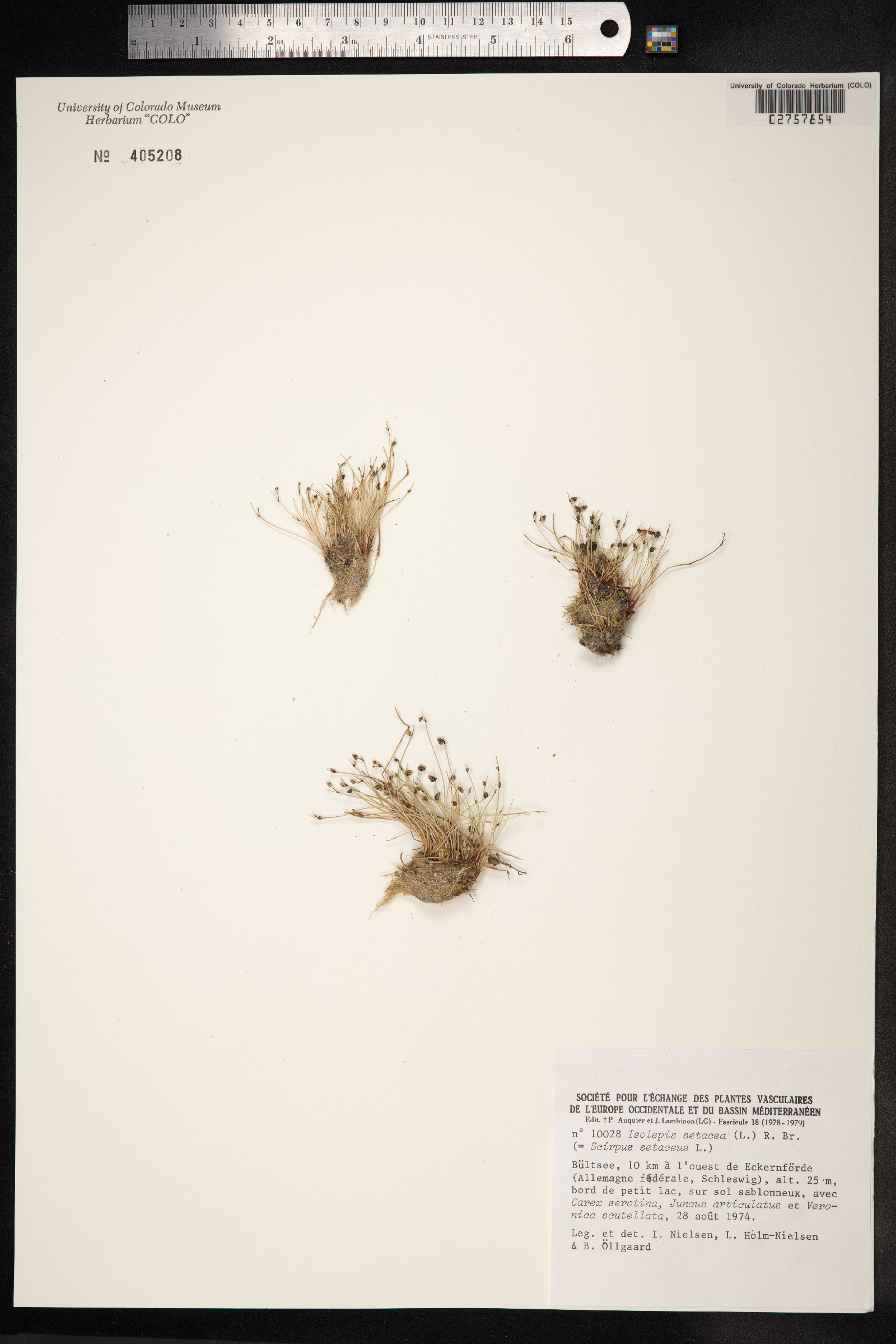 Isolepis setacea image