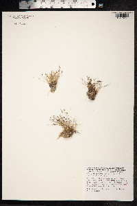 Isolepis setacea image