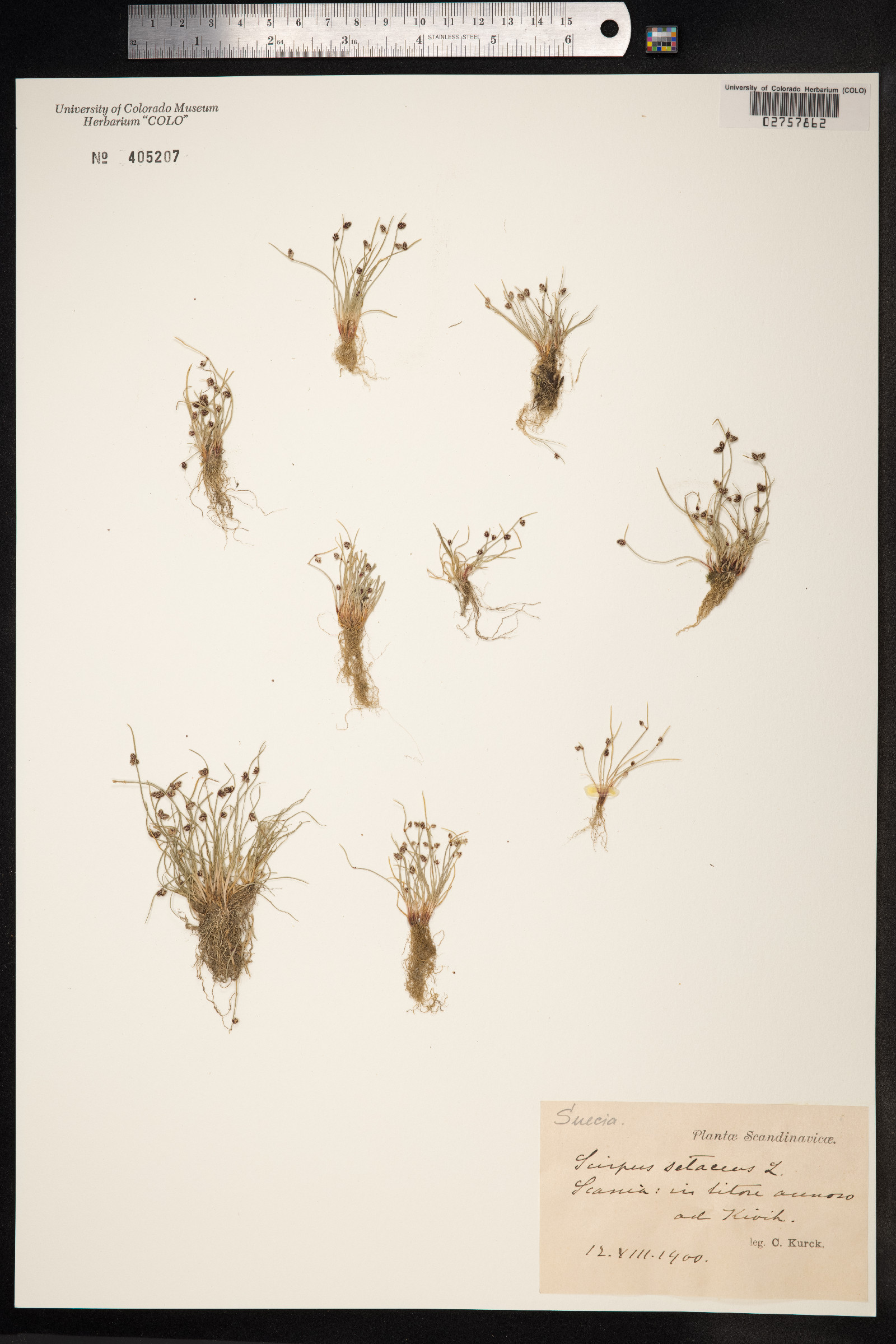 Isolepis setacea image