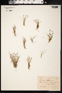 Isolepis setacea image