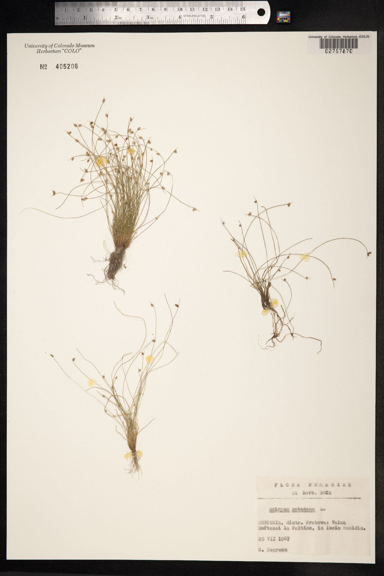 Isolepis setacea image