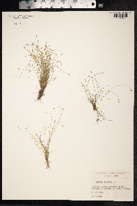 Isolepis setacea image