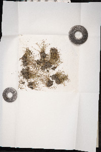 Isolepis setacea image