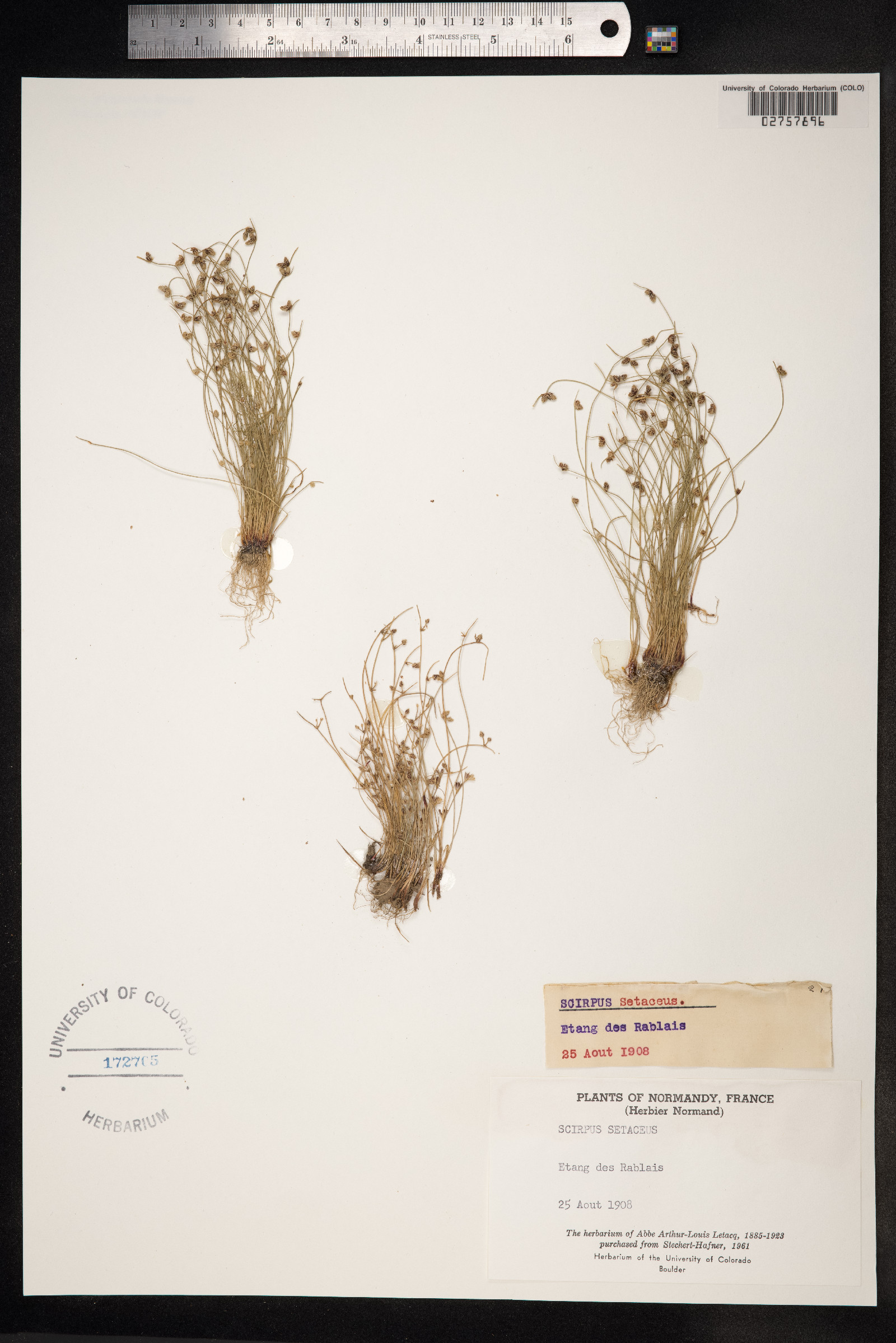 Isolepis setacea image