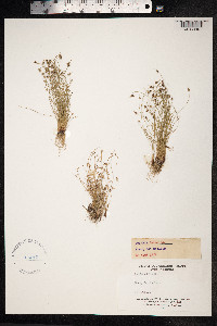 Isolepis setacea image