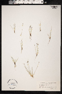 Isolepis setacea image