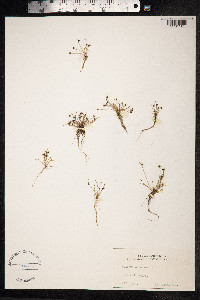 Isolepis setacea image