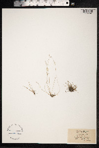 Isolepis setacea image