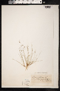 Isolepis setacea image