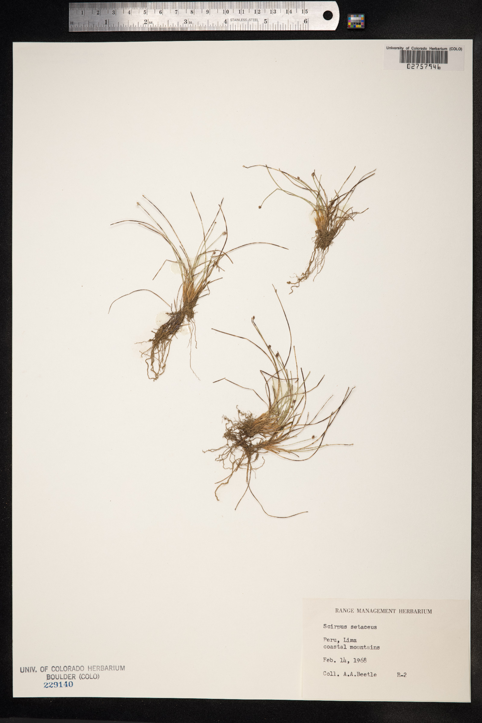 Isolepis setacea image