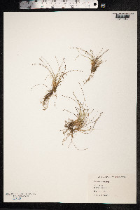 Isolepis setacea image