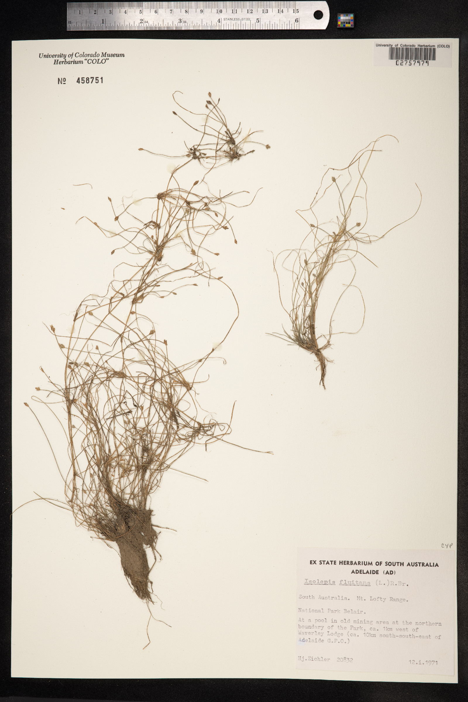 Isolepis fluitans image