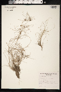 Image of Scirpus fluitans