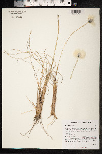 Eriophorum callitrix image
