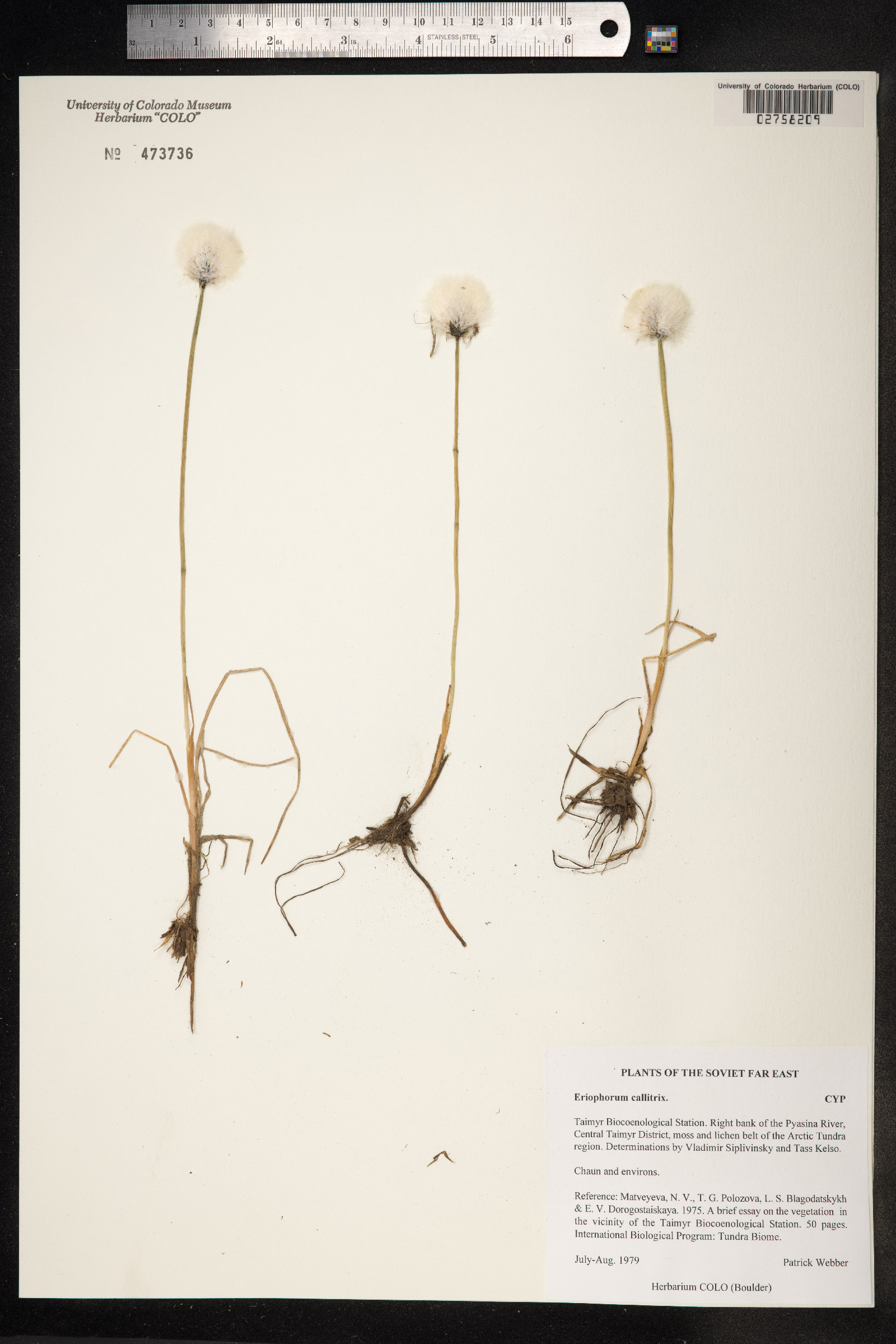 Eriophorum callitrix image