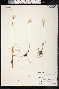 Eriophorum callitrix image