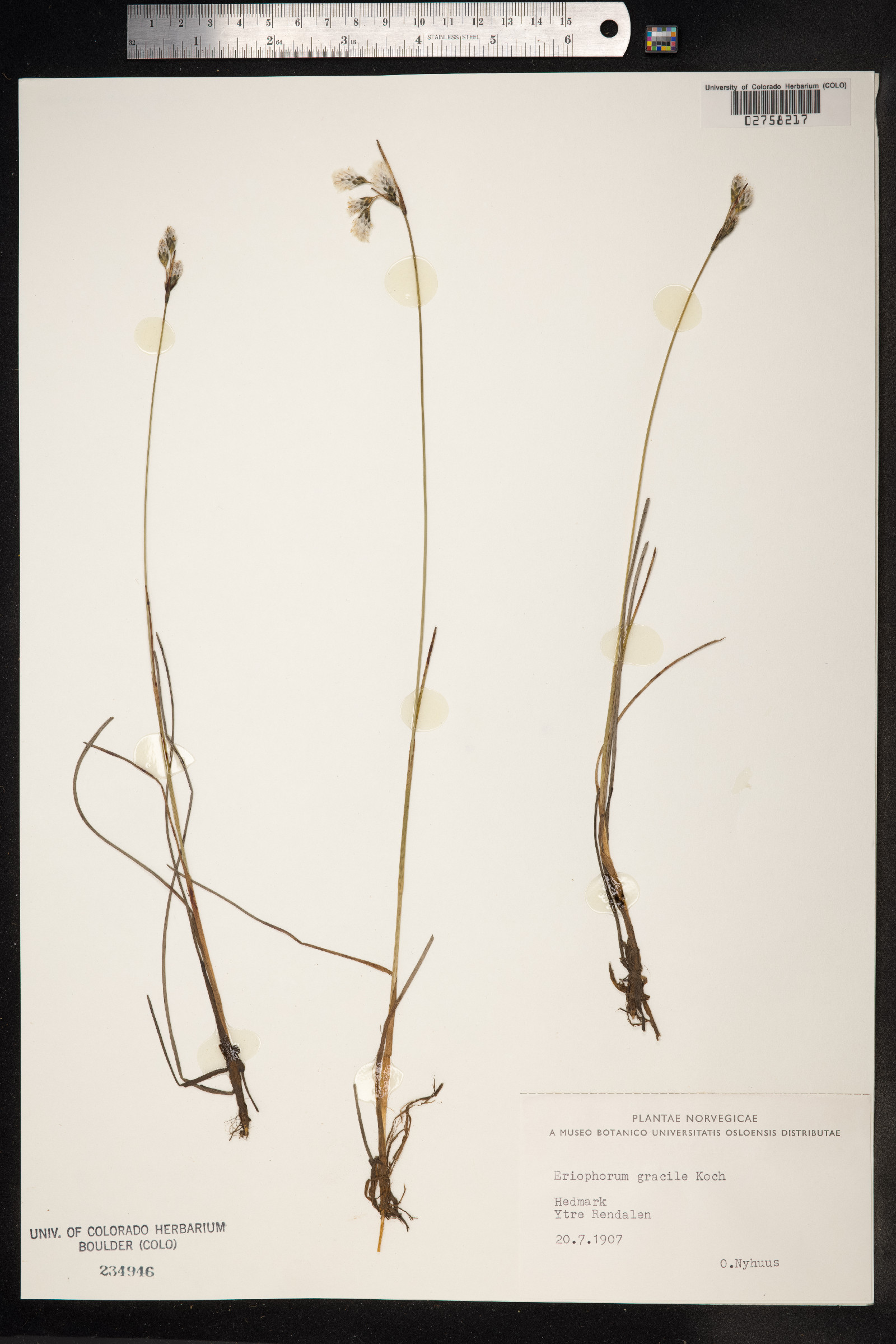 Eriophorum gracile image