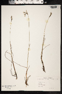 Eriophorum gracile image