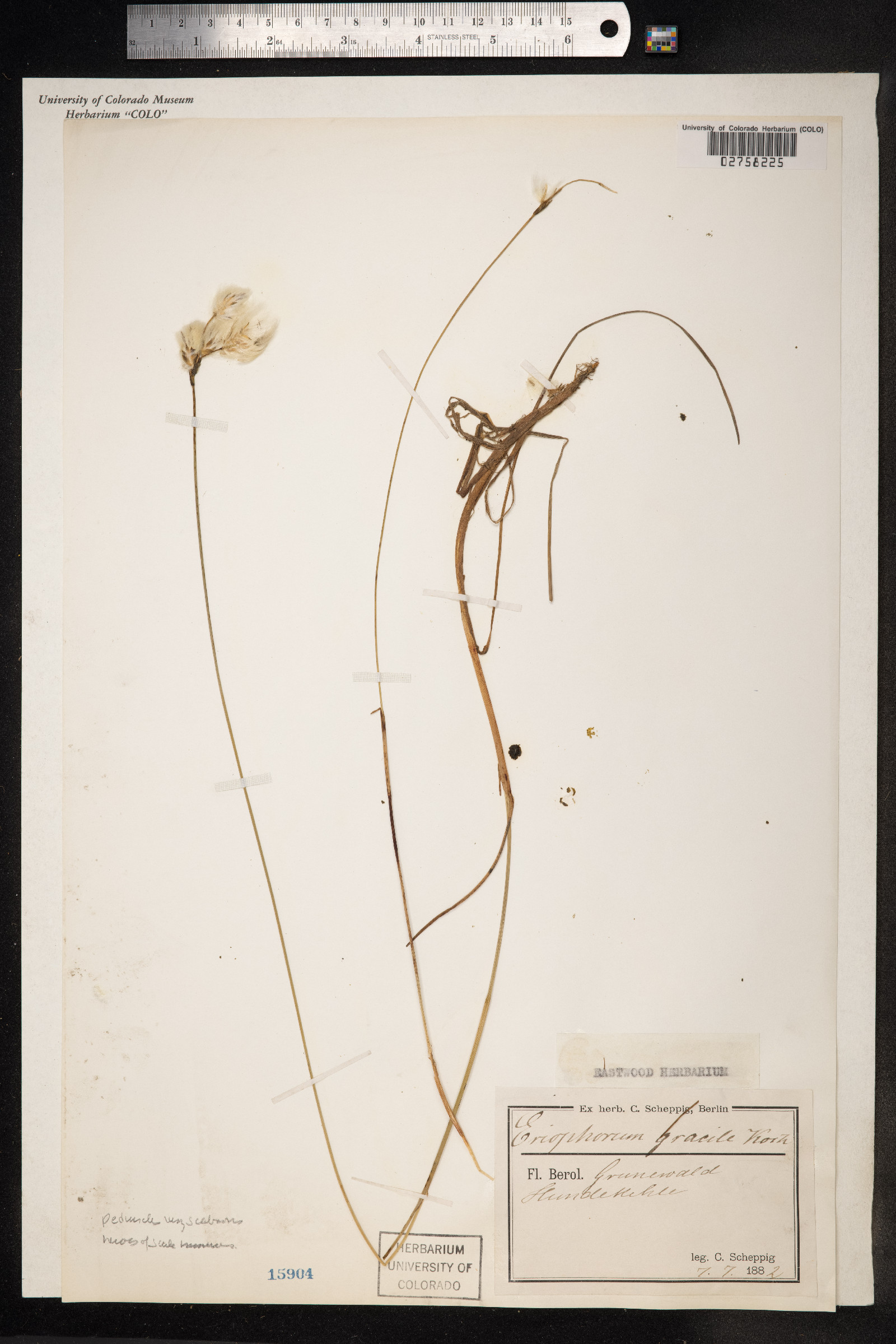 Eriophorum gracile image