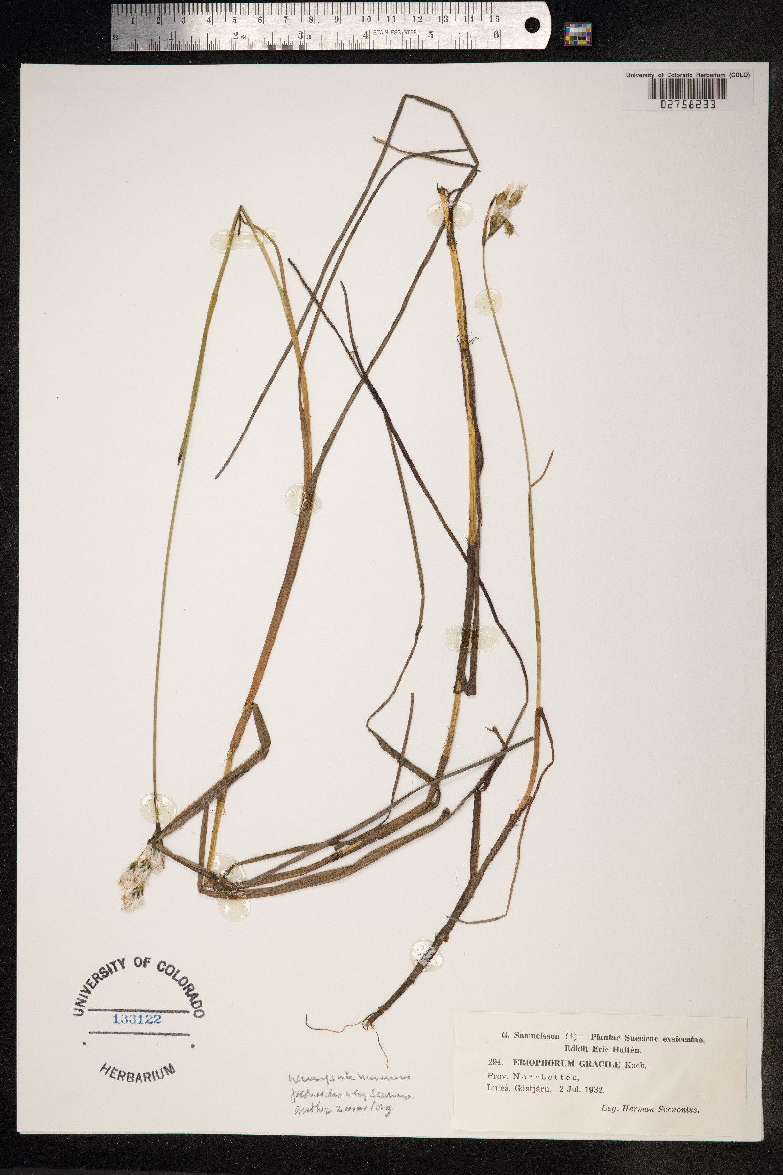 Eriophorum gracile image