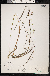 Eriophorum gracile image