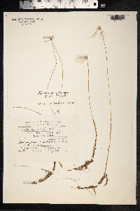 Eriophorum gracile image