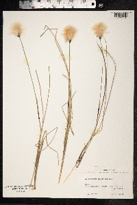 Eriophorum russeolum image
