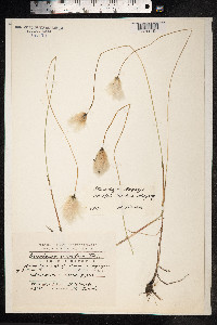 Eriophorum russeolum image