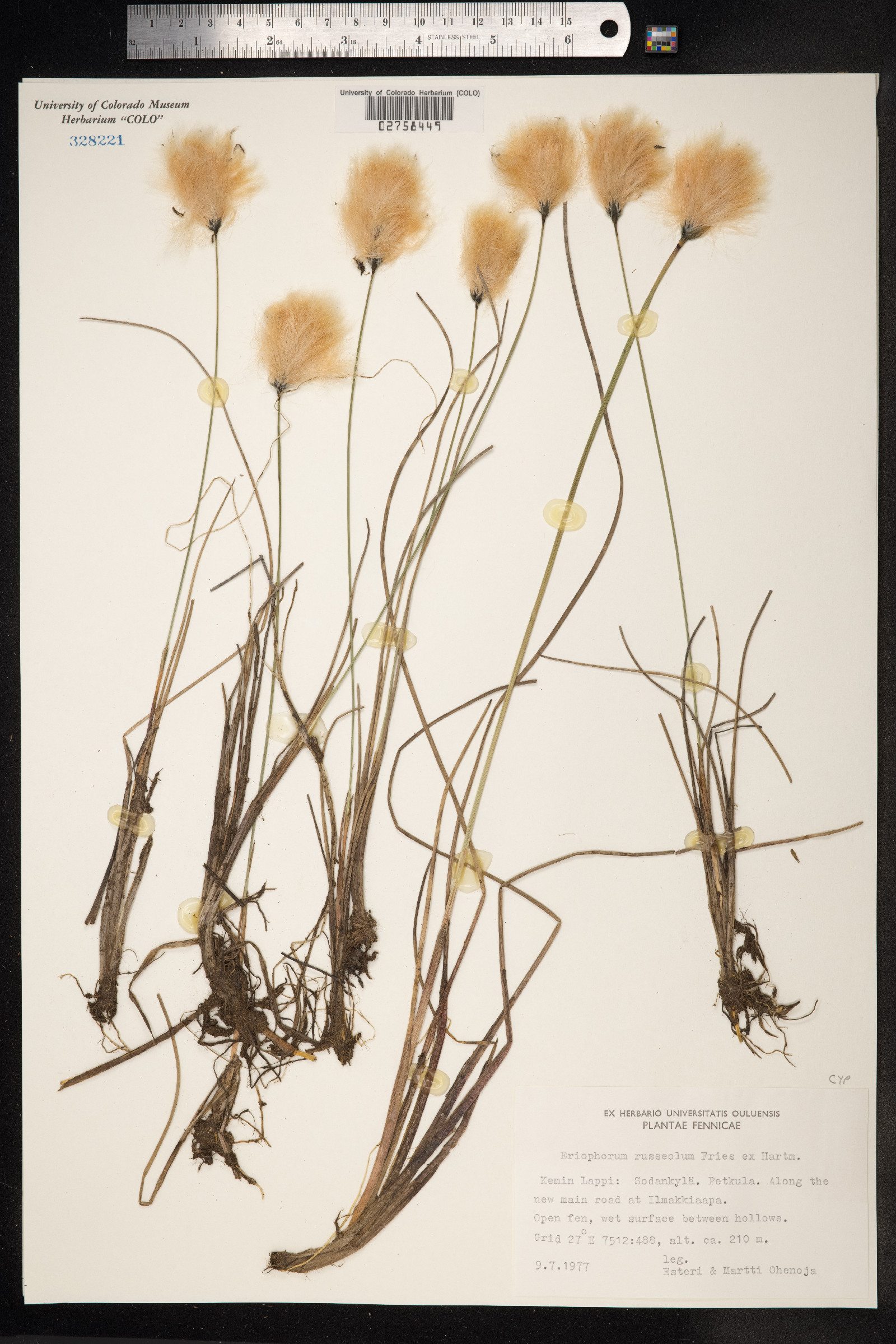 Eriophorum russeolum image