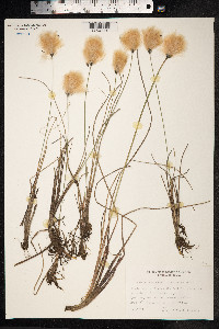 Eriophorum russeolum image