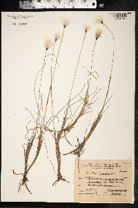 Eriophorum russeolum image