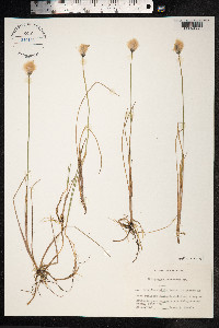 Eriophorum russeolum image