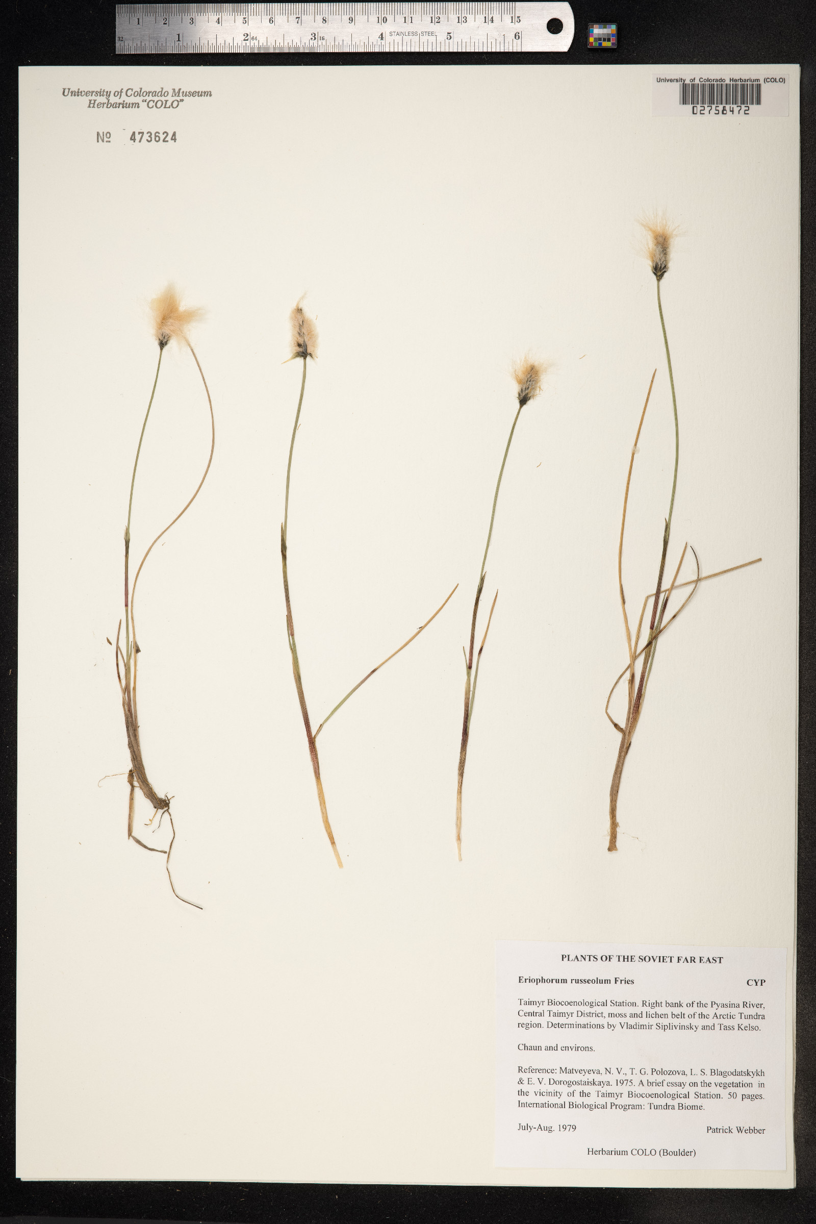 Eriophorum russeolum image