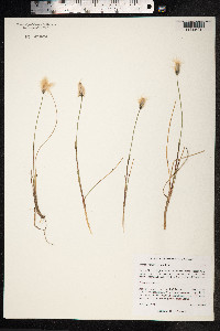 Eriophorum russeolum image