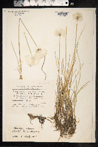 Eriophorum scheuchzeri image