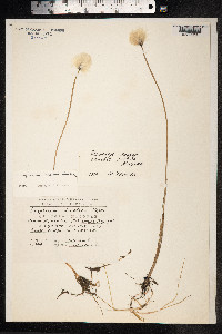 Eriophorum scheuchzeri image