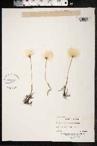 Eriophorum scheuchzeri image