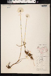 Eriophorum scheuchzeri image