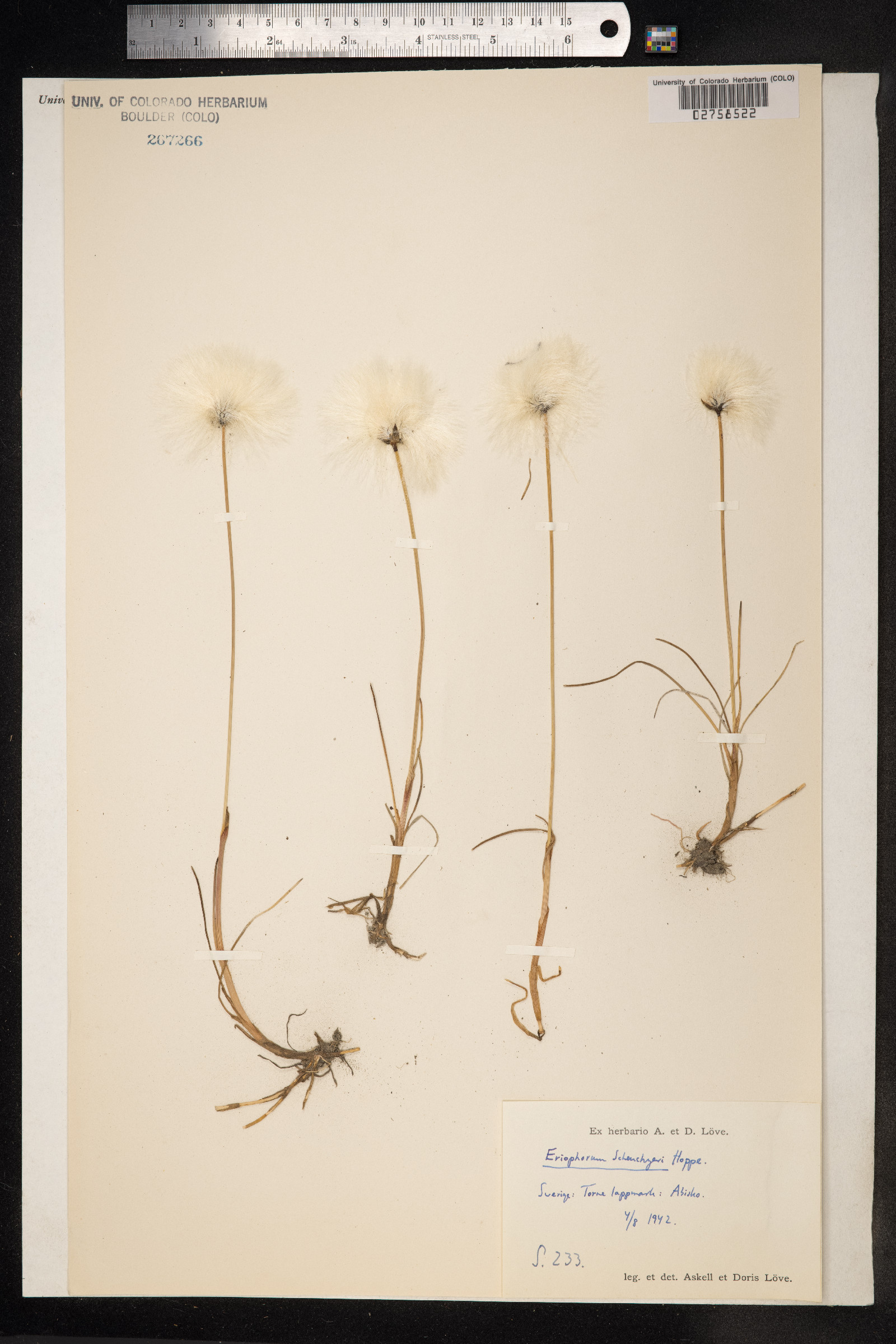 Eriophorum scheuchzeri image