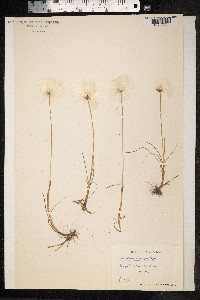 Eriophorum scheuchzeri image