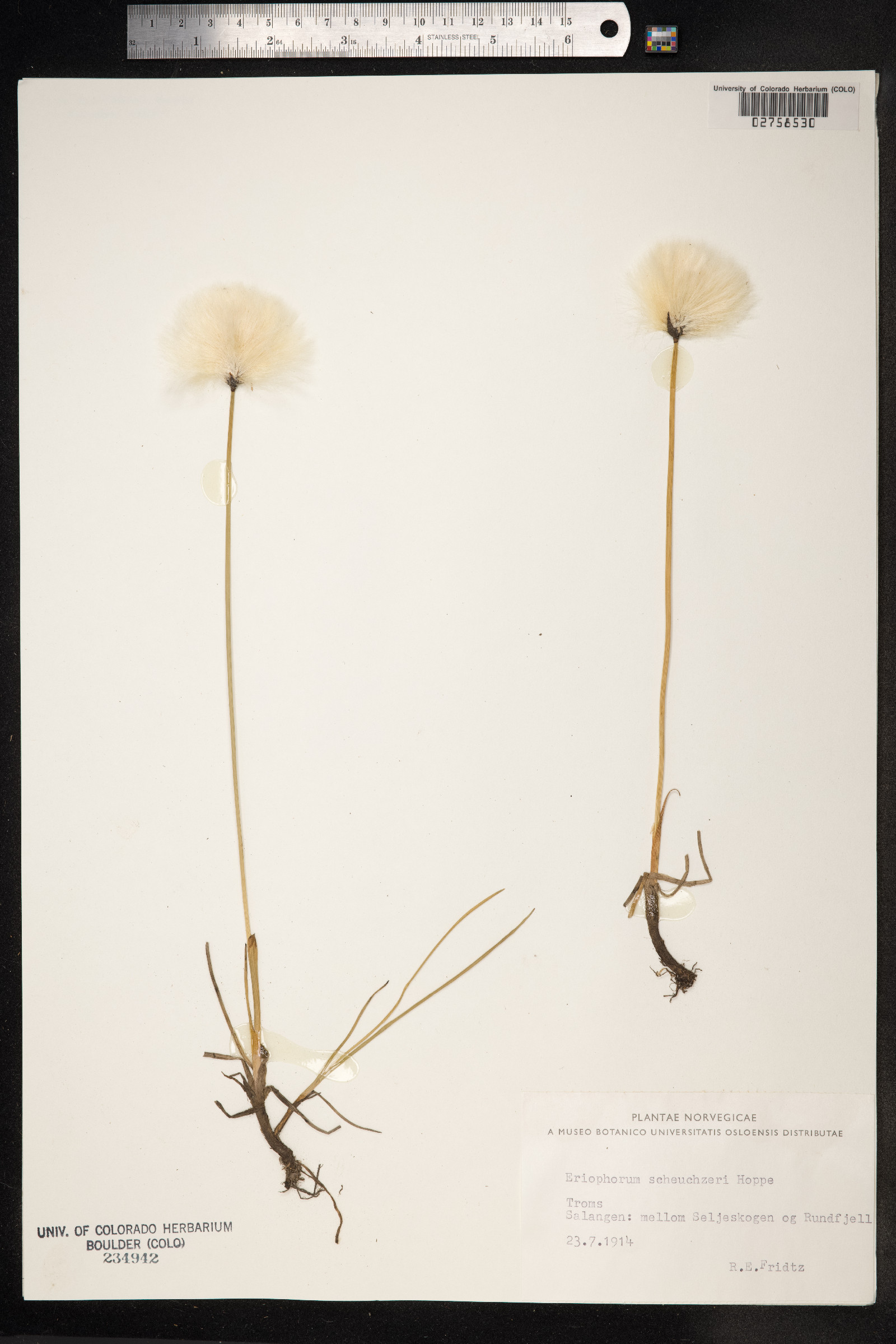 Eriophorum scheuchzeri image