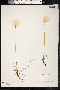 Eriophorum scheuchzeri image
