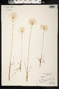 Eriophorum scheuchzeri image